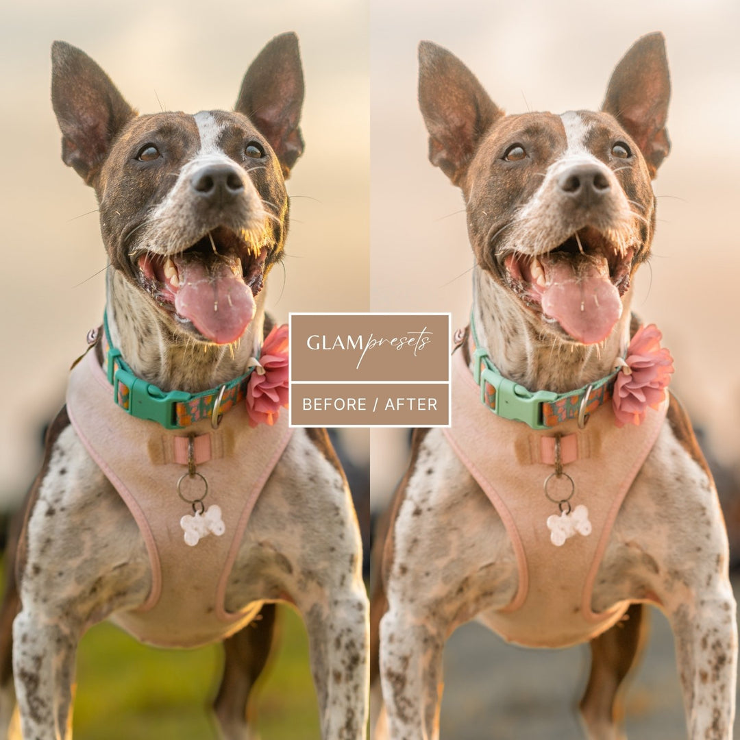 Dog Lover Lightroom Presets