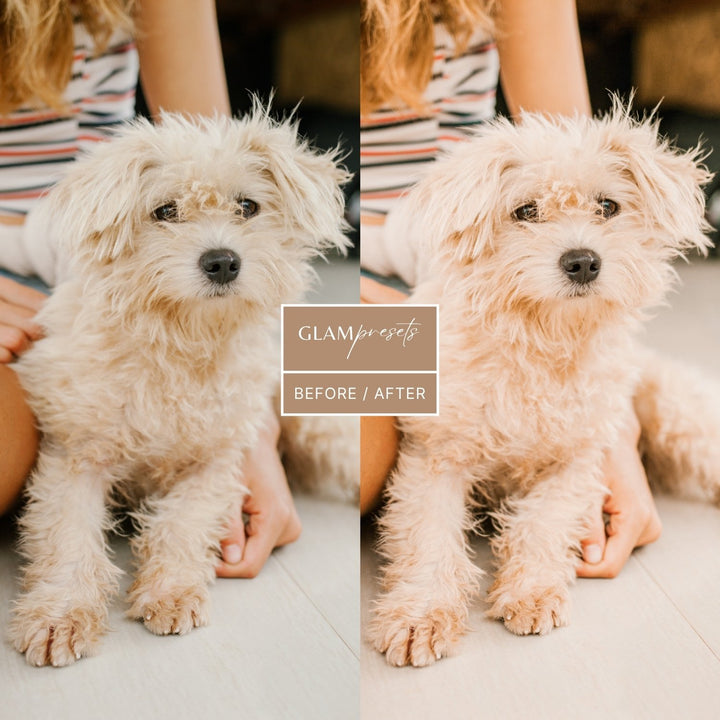 Dog Lover Lightroom Presets